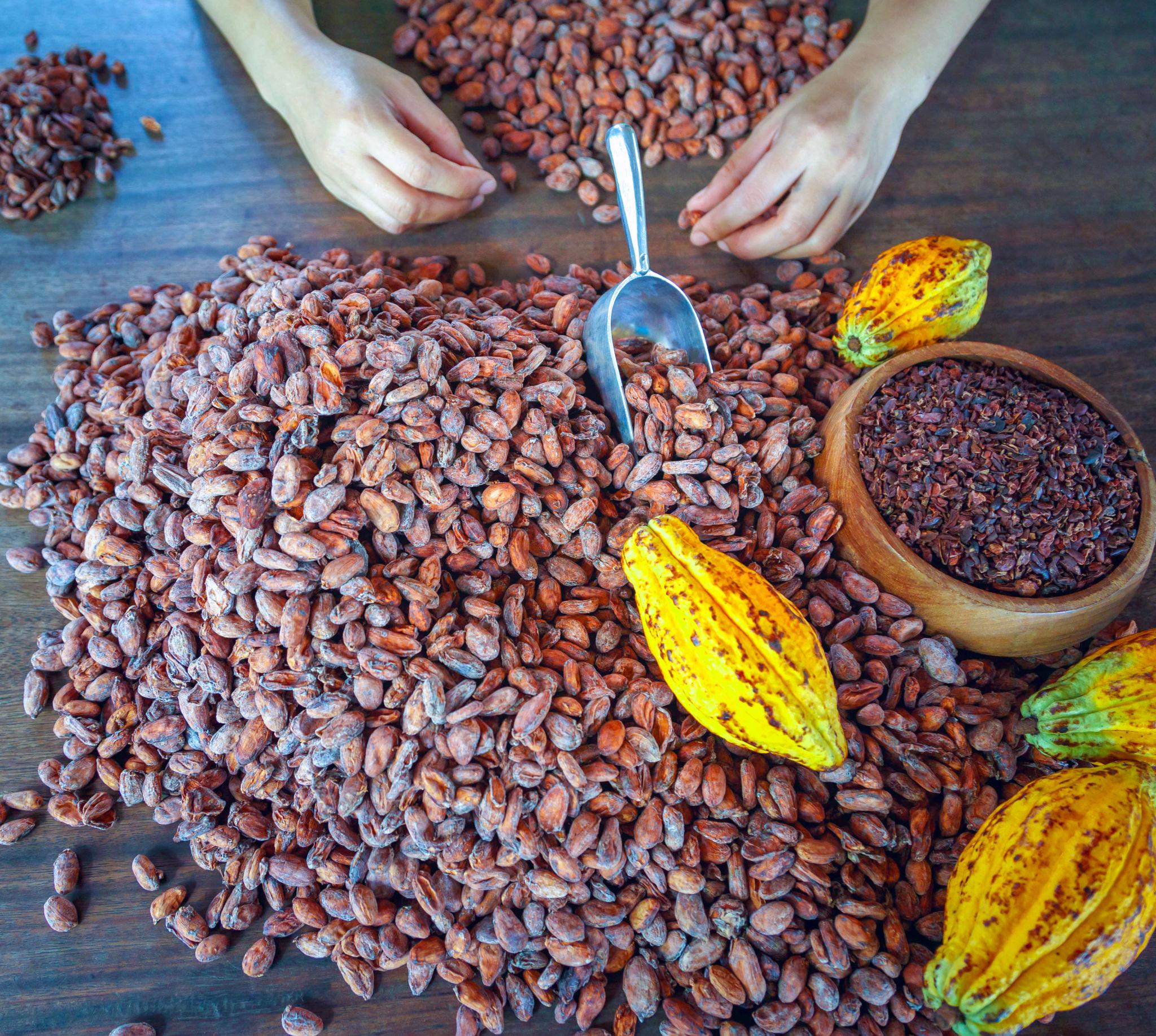 Bean sorting, cut testing, and quality inspection before approval for export.