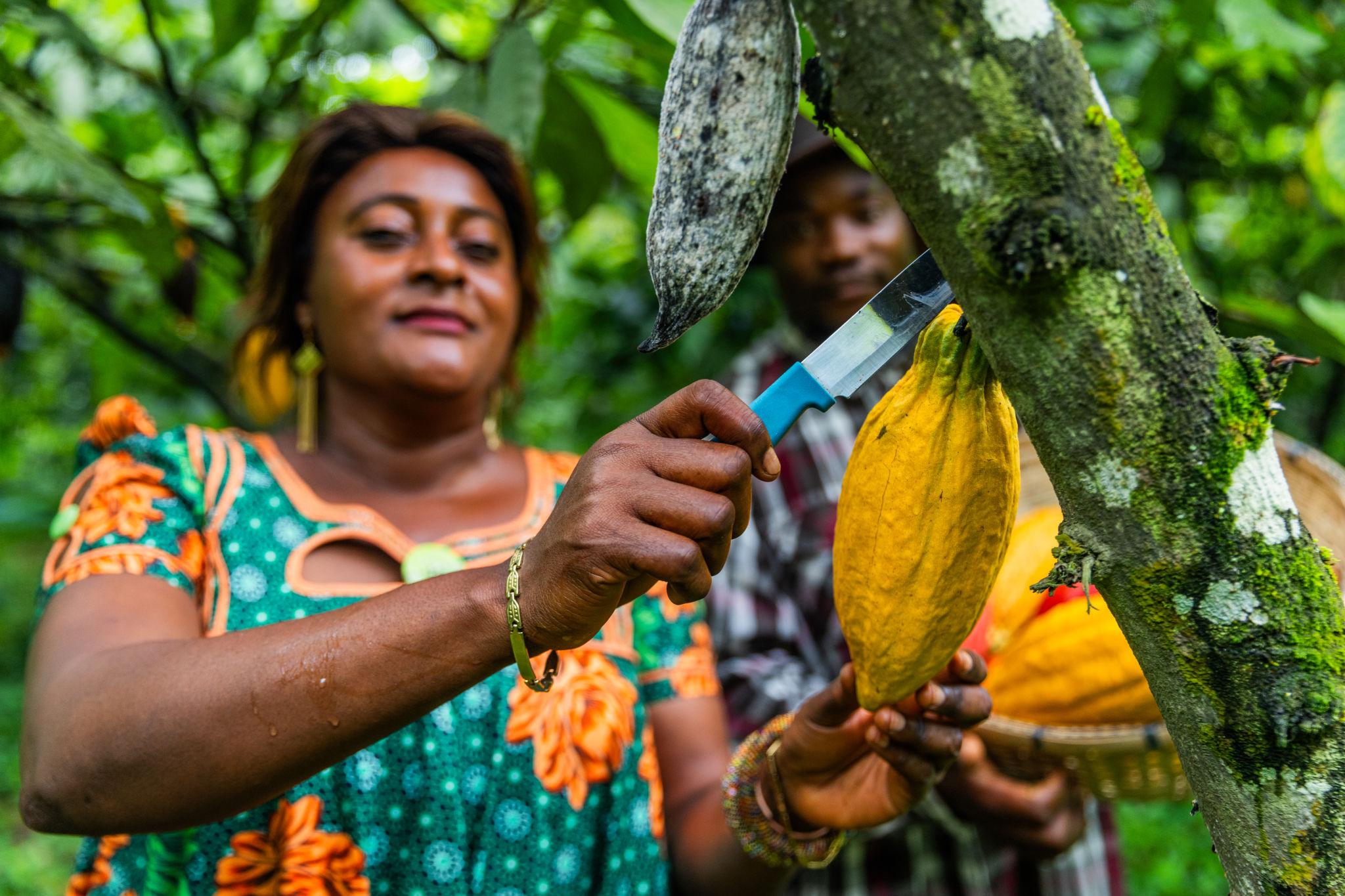 Freshly harvested cocoa pods collected in woven baskets, ready to be split open for their pulpy, cream-coloured beans.