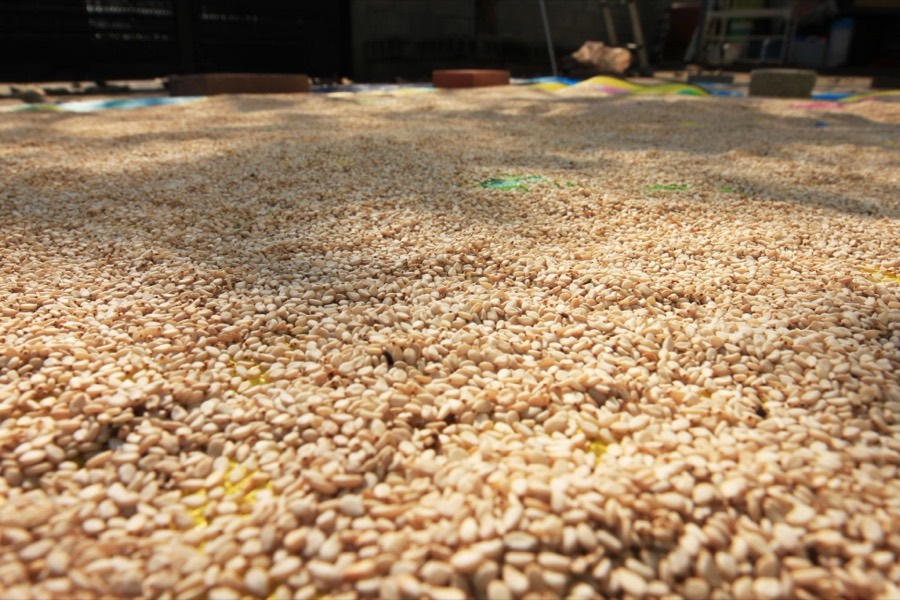 Sesame Seeds