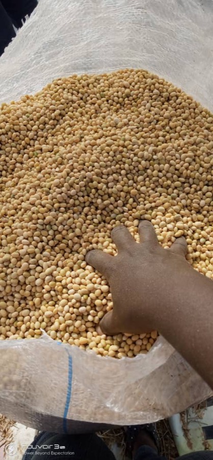 Soybeans
